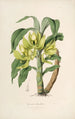 Sertum orchidaceum A crown of the most beautiful orchid flowers Pl16 - John Lindley — artwork view