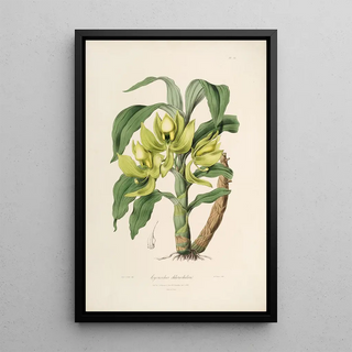 Sertum orchidaceum A crown of the most beautiful orchid flowers Pl16 - John Lindley — framed artwork on a wall