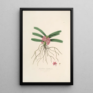 Sertum orchidaceum A crown of the most beautiful orchid flowers Pl17 - John Lindley — framed artwork on a wall