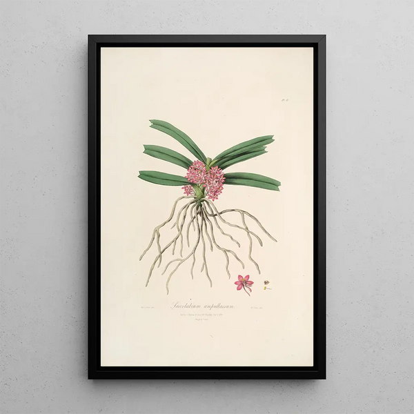 Sertum orchidaceum A crown of the most beautiful orchid flowers Pl17 - John Lindley — framed artwork on a wall