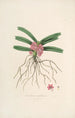 Sertum orchidaceum A crown of the most beautiful orchid flowers Pl17 - John Lindley — artwork view