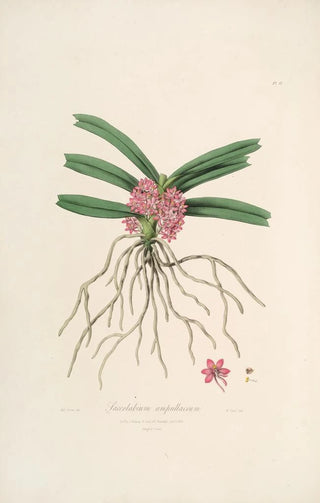 Sertum orchidaceum A crown of the most beautiful orchid flowers Pl17 - John Lindley — artwork view