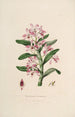Sertum orchidaceum A crown of the most beautiful orchid flowers Pl18 - John Lindley — artwork view