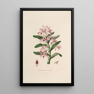 Sertum orchidaceum A crown of the most beautiful orchid flowers Pl18 - John Lindley — framed artwork on a wall