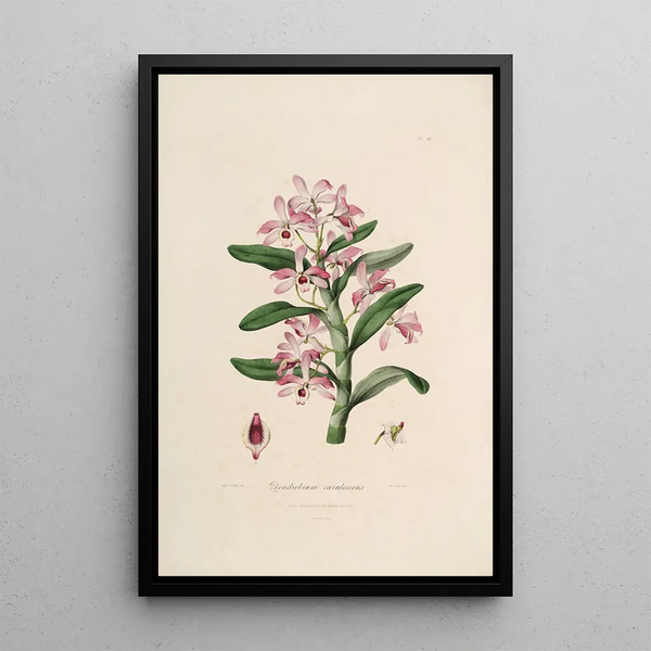 Sertum orchidaceum A crown of the most beautiful orchid flowers Pl18 - John Lindley — framed artwork on a wall
