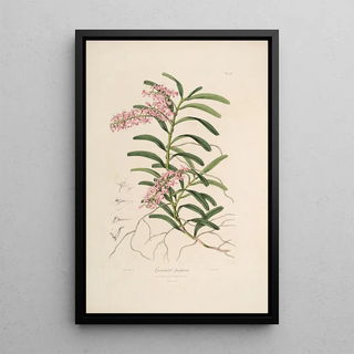 Sertum orchidaceum A crown of the most beautiful orchid flowers Pl19 - John Lindley — framed artwork on a wall