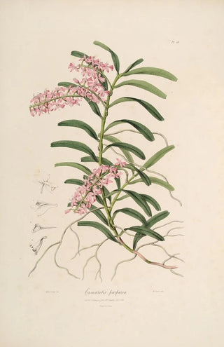 Sertum orchidaceum A crown of the most beautiful orchid flowers Pl19 - John Lindley — artwork view