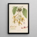 Sertum orchidaceum A crown of the most beautiful orchid flowers Pl20 - John Lindley — framed artwork on a wall