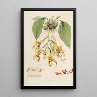 Sertum orchidaceum A crown of the most beautiful orchid flowers Pl20 - John Lindley — framed artwork on a wall