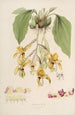 Sertum orchidaceum A crown of the most beautiful orchid flowers Pl20 - John Lindley — artwork view