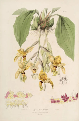 Sertum orchidaceum A crown of the most beautiful orchid flowers Pl20 - John Lindley — artwork view