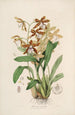 Sertum orchidaceum A crown of the most beautiful orchid flowers Pl21 - John Lindley — artwork view