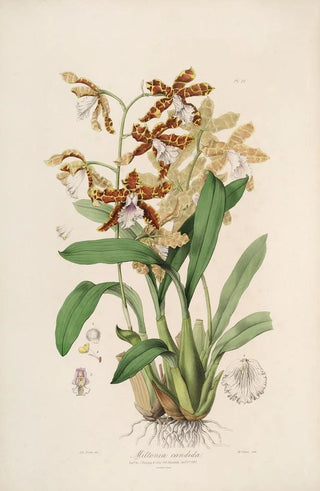 Sertum orchidaceum A crown of the most beautiful orchid flowers Pl21 - John Lindley — artwork view