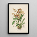 Sertum orchidaceum A crown of the most beautiful orchid flowers Pl21 - John Lindley — framed artwork on a wall