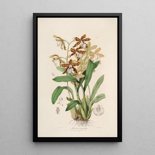 Sertum orchidaceum A crown of the most beautiful orchid flowers Pl21 - John Lindley — framed artwork on a wall