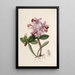 Sertum orchidaceum A crown of the most beautiful orchid flowers Pl22 - John Lindley — framed artwork on a wall
