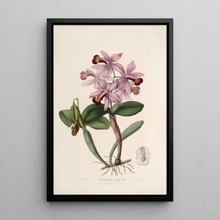 Sertum orchidaceum A crown of the most beautiful orchid flowers Pl22 - John Lindley — framed artwork on a wall