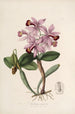 Sertum orchidaceum A crown of the most beautiful orchid flowers Pl22 - John Lindley — artwork view