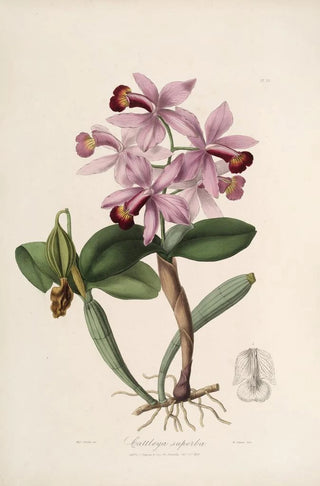 Sertum orchidaceum A crown of the most beautiful orchid flowers Pl22 - John Lindley — artwork view