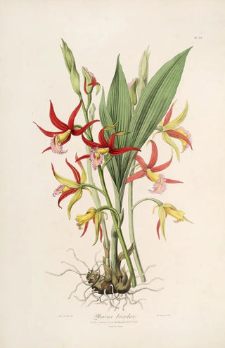 Sertum orchidaceum A crown of the most beautiful orchid flowers Pl23 - John Lindley — artwork view