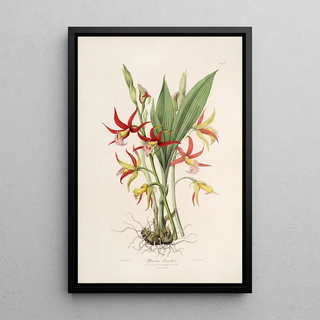 Sertum orchidaceum A crown of the most beautiful orchid flowers Pl23 - John Lindley — framed artwork on a wall