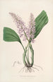 Sertum orchidaceum A crown of the most beautiful orchid flowers Pl24 - John Lindley — artwork view