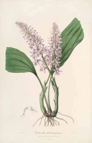 Sertum orchidaceum A crown of the most beautiful orchid flowers Pl24 - John Lindley — artwork view