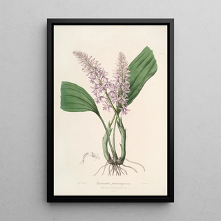 Sertum orchidaceum A crown of the most beautiful orchid flowers Pl24 - John Lindley — framed artwork on a wall