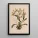 Sertum orchidaceum A crown of the most beautiful orchid flowers Pl25 - John Lindley — framed artwork on a wall