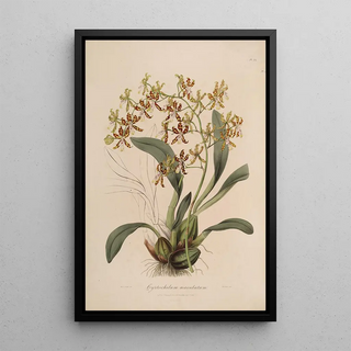 Sertum orchidaceum A crown of the most beautiful orchid flowers Pl25 - John Lindley — framed artwork on a wall