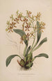 Sertum orchidaceum A crown of the most beautiful orchid flowers Pl25 - John Lindley — artwork view
