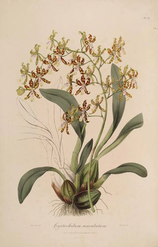 Sertum orchidaceum A crown of the most beautiful orchid flowers Pl25 - John Lindley — artwork view