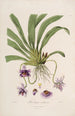 Sertum orchidaceum A crown of the most beautiful orchid flowers Pl26 - John Lindley — artwork view