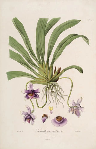 Sertum orchidaceum A crown of the most beautiful orchid flowers Pl26 - John Lindley — artwork view