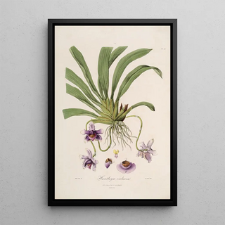 Sertum orchidaceum A crown of the most beautiful orchid flowers Pl26 - John Lindley — framed artwork on a wall
