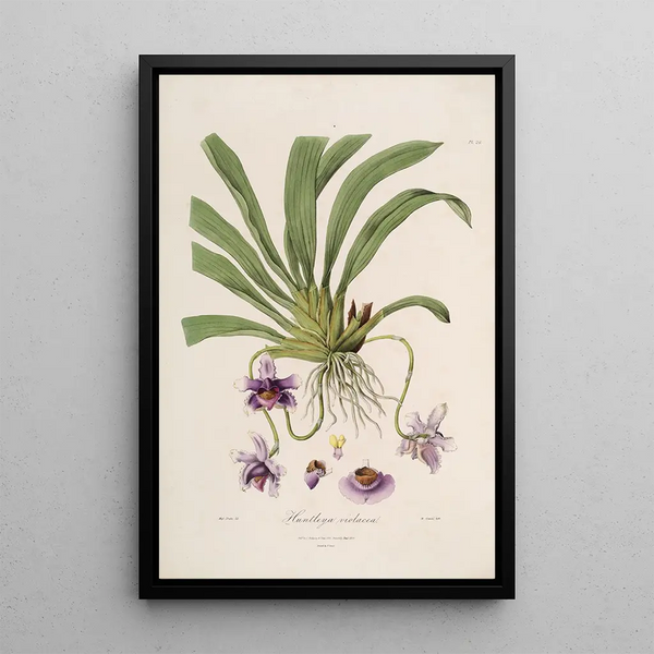 Sertum orchidaceum A crown of the most beautiful orchid flowers Pl26 - John Lindley — framed artwork on a wall