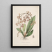 Sertum orchidaceum A crown of the most beautiful orchid flowers Pl27 - John Lindley — framed artwork on a wall