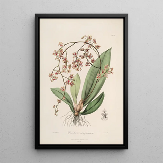 Sertum orchidaceum A crown of the most beautiful orchid flowers Pl27 - John Lindley — framed artwork on a wall