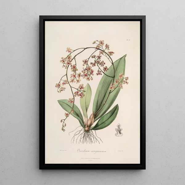 Sertum orchidaceum A crown of the most beautiful orchid flowers Pl27 - John Lindley — framed artwork on a wall