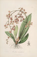 Sertum orchidaceum A crown of the most beautiful orchid flowers Pl27 - John Lindley — artwork view