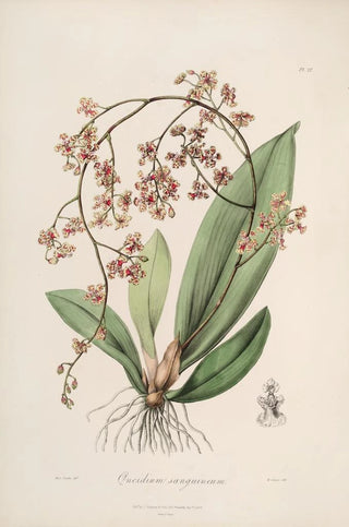Sertum orchidaceum A crown of the most beautiful orchid flowers Pl27 - John Lindley — artwork view