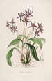 Sertum orchidaceum A crown of the most beautiful orchid flowers Pl28 - John Lindley — artwork view