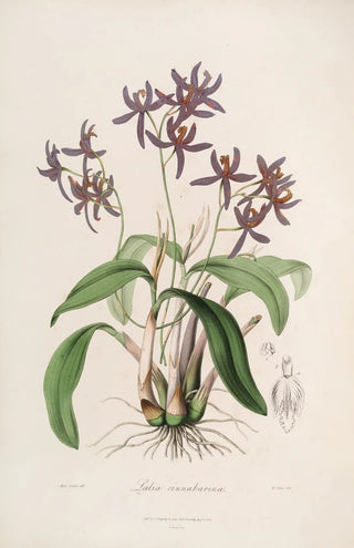 Sertum orchidaceum A crown of the most beautiful orchid flowers Pl28 - John Lindley — artwork view