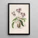 Sertum orchidaceum A crown of the most beautiful orchid flowers Pl28 - John Lindley — framed artwork on a wall