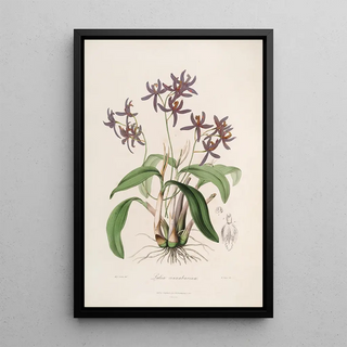 Sertum orchidaceum A crown of the most beautiful orchid flowers Pl28 - John Lindley — framed artwork on a wall