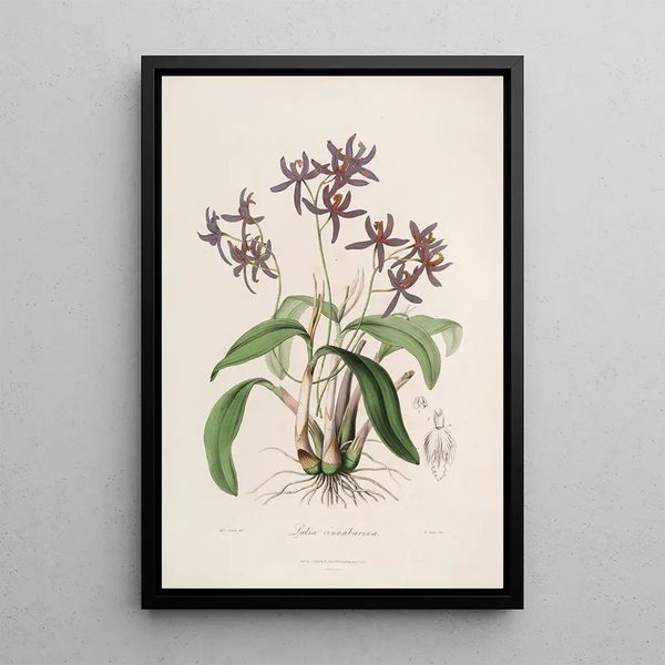 Sertum orchidaceum A crown of the most beautiful orchid flowers Pl28 - John Lindley — framed artwork on a wall