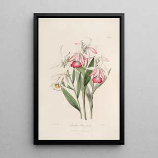 Sertum orchidaceum A crown of the most beautiful orchid flowers Pl29 - John Lindley — framed artwork on a wall