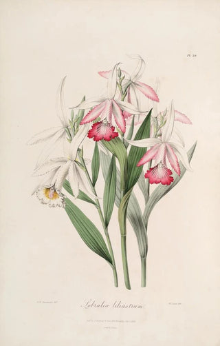 Sertum orchidaceum A crown of the most beautiful orchid flowers Pl29 - John Lindley — artwork view