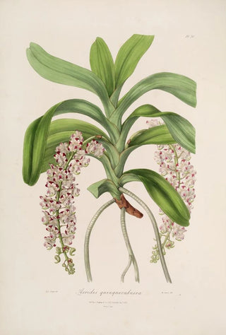 Sertum orchidaceum A crown of the most beautiful orchid flowers Pl30 - John Lindley — artwork view