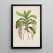 Sertum orchidaceum A crown of the most beautiful orchid flowers Pl30 - John Lindley — framed artwork on a wall